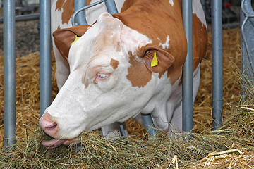 Image showing Cow Eat