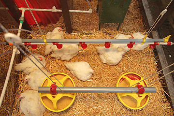 Image showing Chicken in Coop