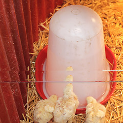 Image showing Chicks Drink Water