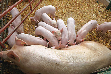 Image showing Suckling Piglets