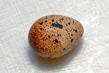 Image showing Egg of Quail