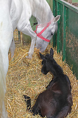 Image showing Horse Mother and Foal