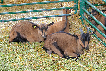 Image showing Brown Goats