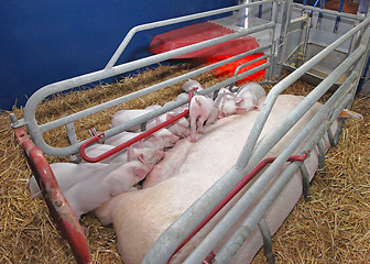 Image showing Sow Farrowing Pen