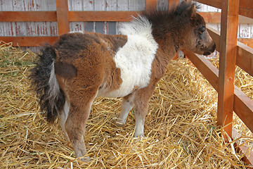 Image showing Baby Pony