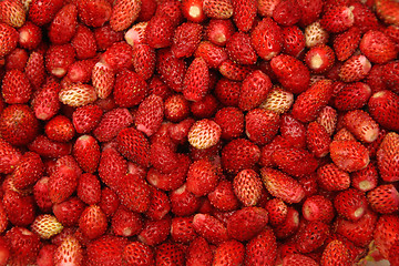 Image showing Wild Strawberries