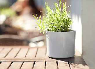 Image showing green plant in flower pot on street cafe table