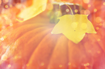 Image showing close up of pumpkin and autumn leaves