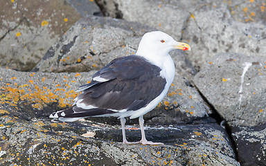 Image showing Greater Black-backed Gull (Larus marinus)