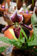 Image showing Dark purple orchid