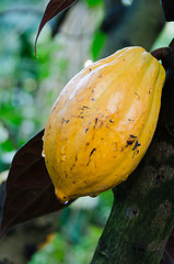 Image showing Cocoa been