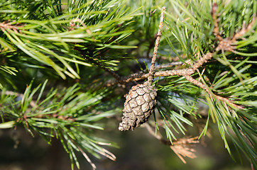 Image showing pinecone in the three