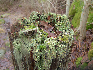 Image showing one stump with plenty of green moss