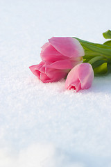 Image showing Spring card with tulips in the snow