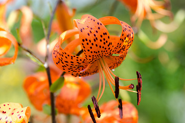 Image showing one orange lovely flower from the family lily