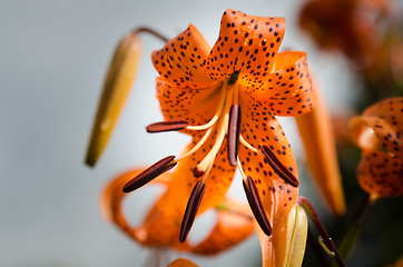 Image showing one orange lovely flower from the family lily