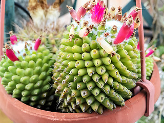 Image showing Cactus