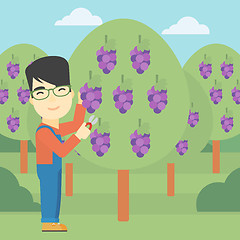 Image showing Farmer collecting grapes vector illustration.