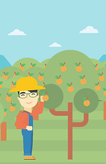 Image showing Farmer collecting oranges vector illustration.