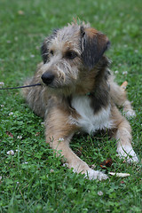 Image showing Dog posing  in the grass