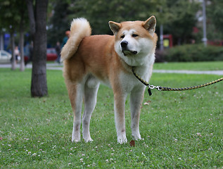 Image showing Beautiful dog posing in public park