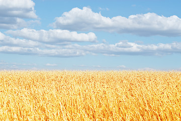 Image showing golden wheat ear