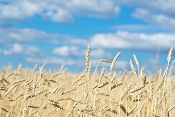 Image showing golden wheat field