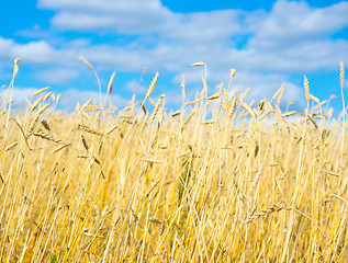 Image showing golden wheat field