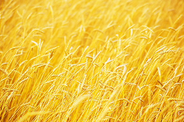 Image showing golden wheat field