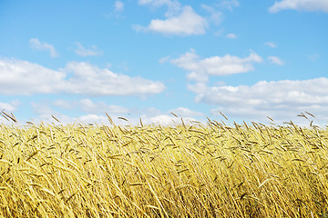 Image showing golden wheat field