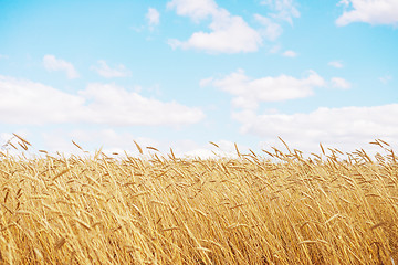 Image showing golden wheat field