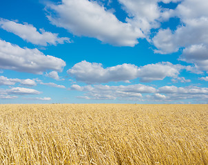 Image showing golden wheat field