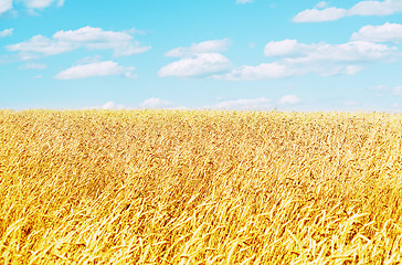 Image showing golden wheat field