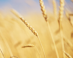 Image showing golden wheat ear