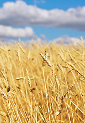 Image showing golden wheat field