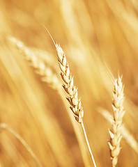 Image showing golden wheat ear