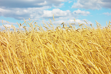 Image showing golden wheat field