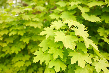 Image showing close up of maple tree