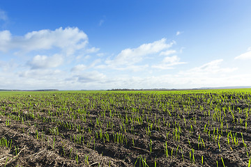 Image showing field with young wheat