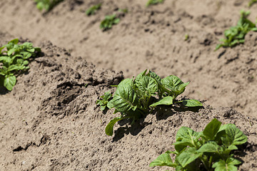 Image showing Green sprout of potato