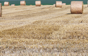 Image showing gathering the wheat harvest