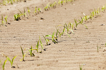 Image showing close up of corn