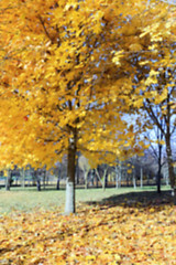 Image showing autumn foliage , defocus