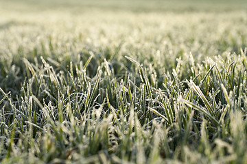 Image showing young grass plants, close-up