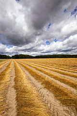 Image showing Flax field , autumn