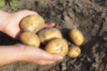 Image showing Potatoes in hand