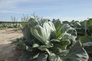 Image showing green cabbage field