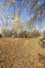 Image showing birch trees in autumn