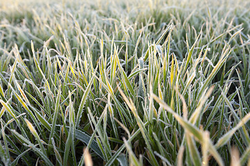 Image showing wheat during frost