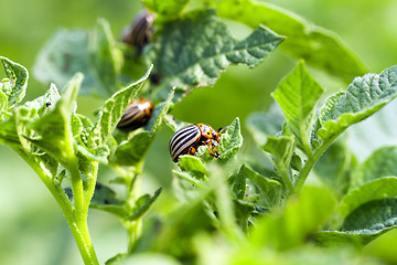 Image showing Colorado potato beetle on potatoes